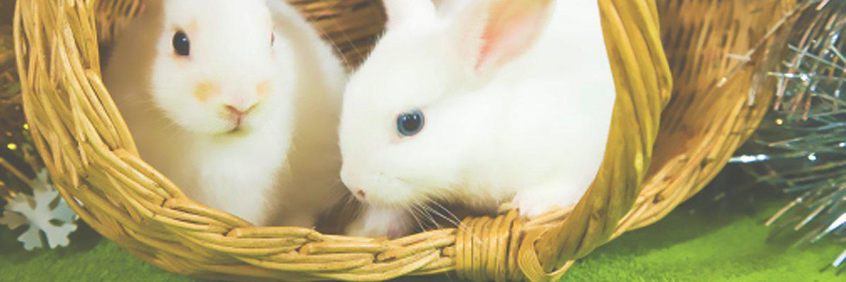 Pet Love Candles | A Jewelry Candle for Every Pet™