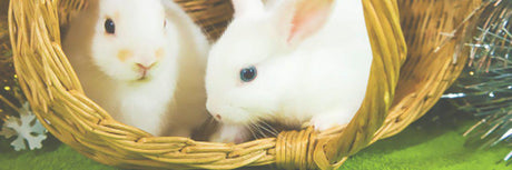 Pet Love Candles | A Jewelry Candle for Every Pet™